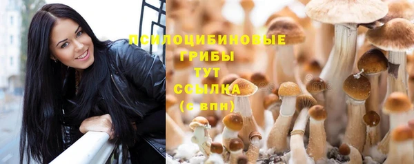 стаф Богородск
